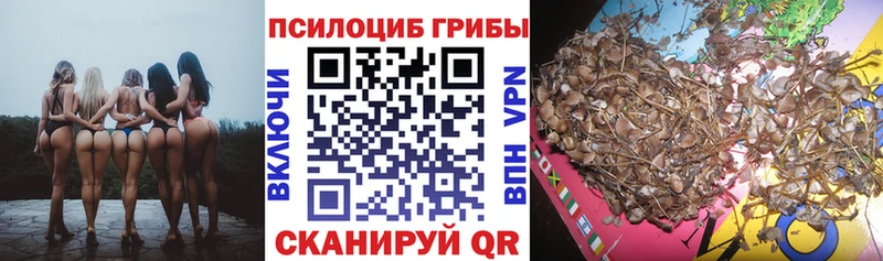 Псилоцибиновые грибы Psilocybe Сураж